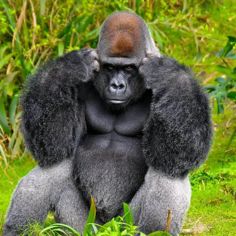 gorilla clutching its head