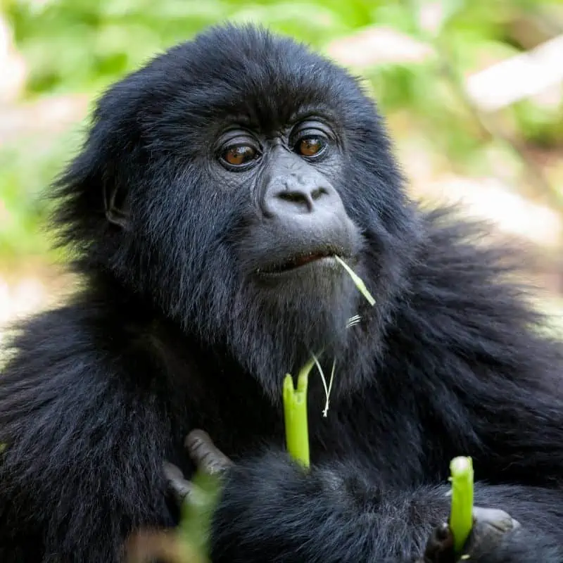 gorilla eating a bamboo shoot