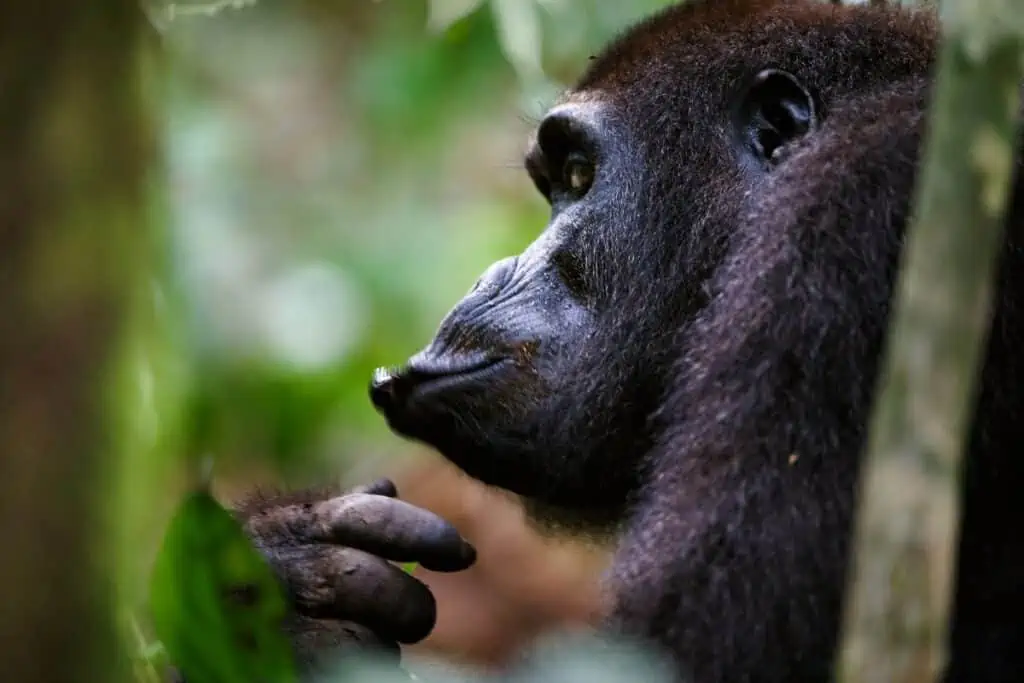 gorilla in the congo forest