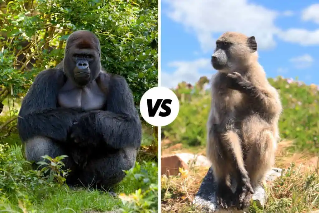 gorilla vs cape baboon