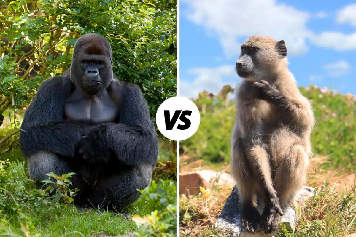 Are Gorillas Monkeys? What's The Difference?