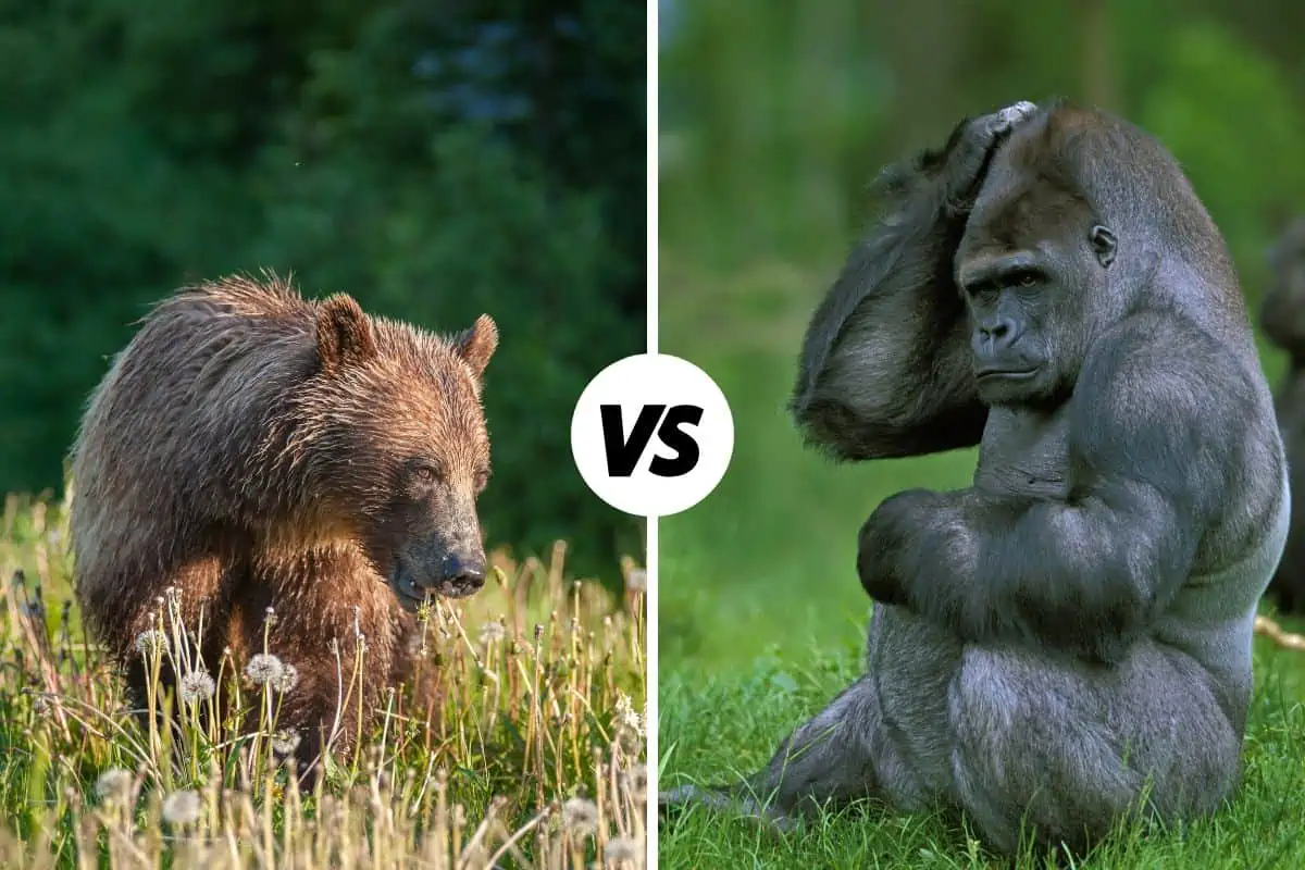 silverback vs grizzly