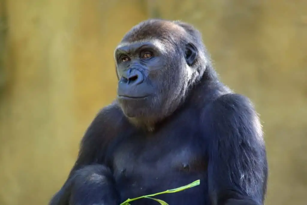 gorilla with a thinking expression