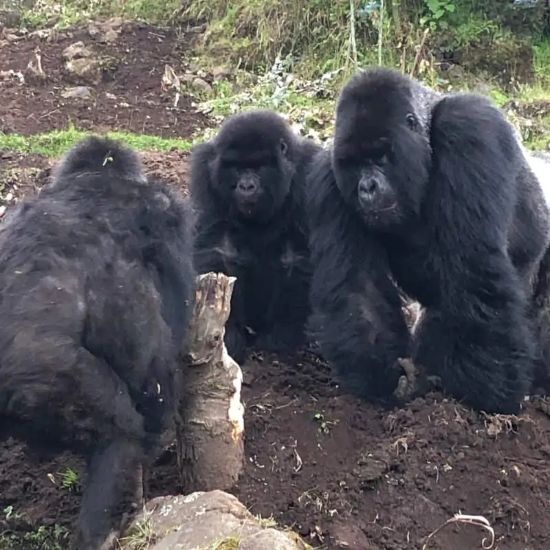 group of gorillas seen while trekking