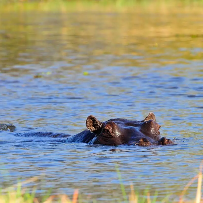 hippo almost fully submerged in a river