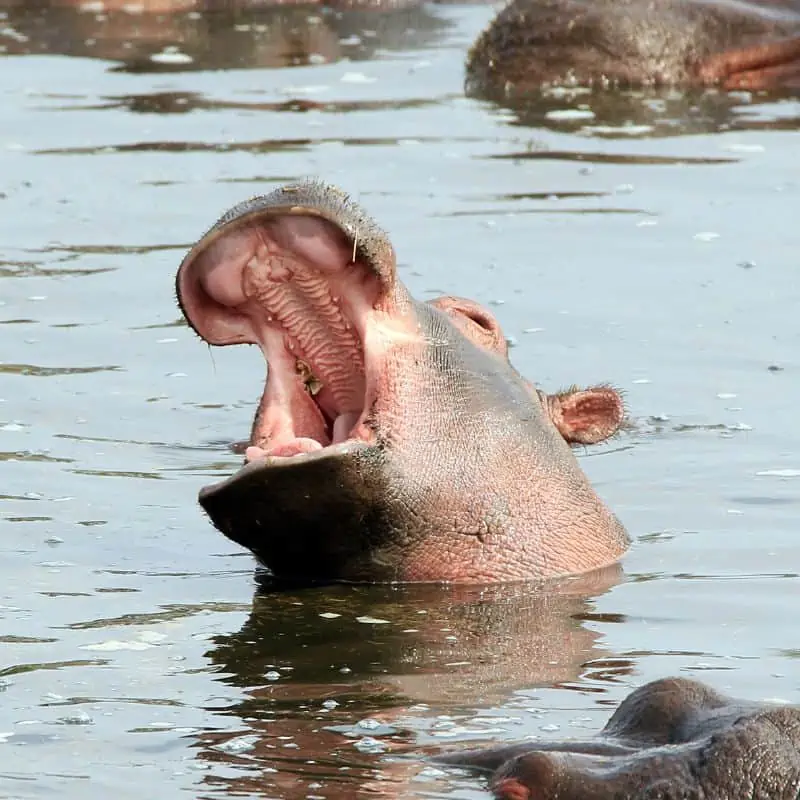 hippo calf gaping