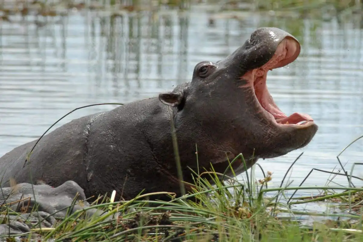 10 Adorable Baby Hippo Facts