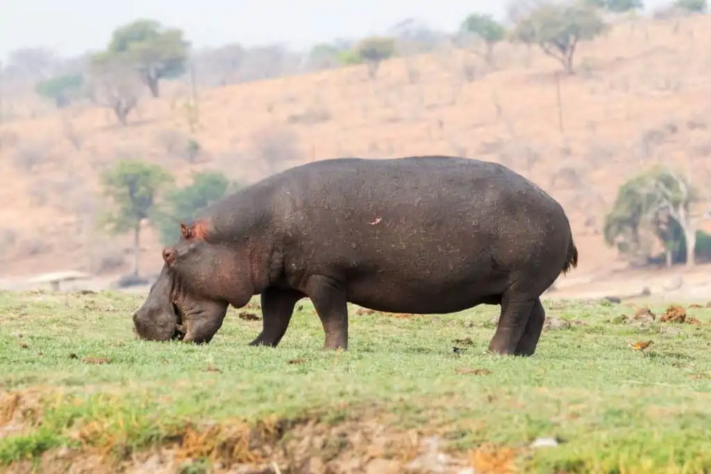hippo grazing