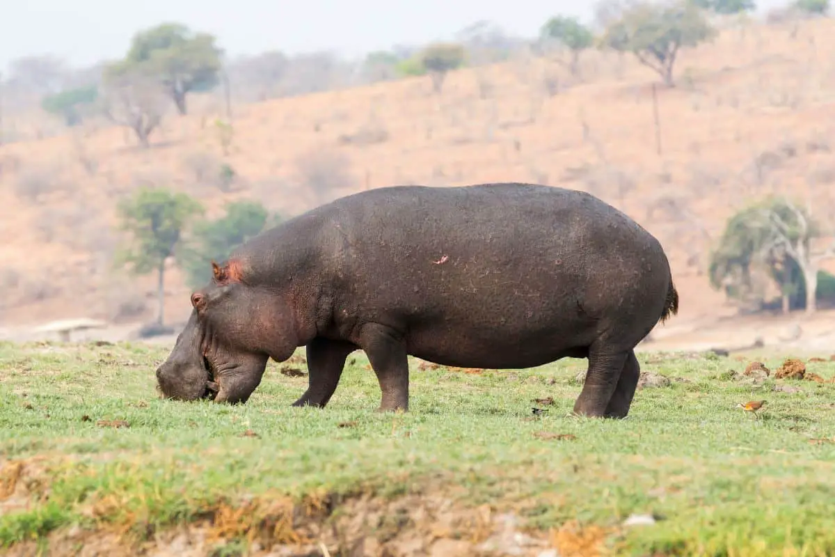 What Do Hippos Eat? The Hippopotamus Diet