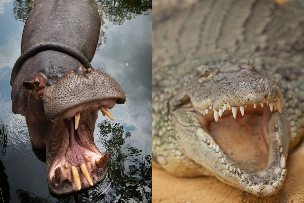 Hippo vs Crocodile: Similarities And Differences