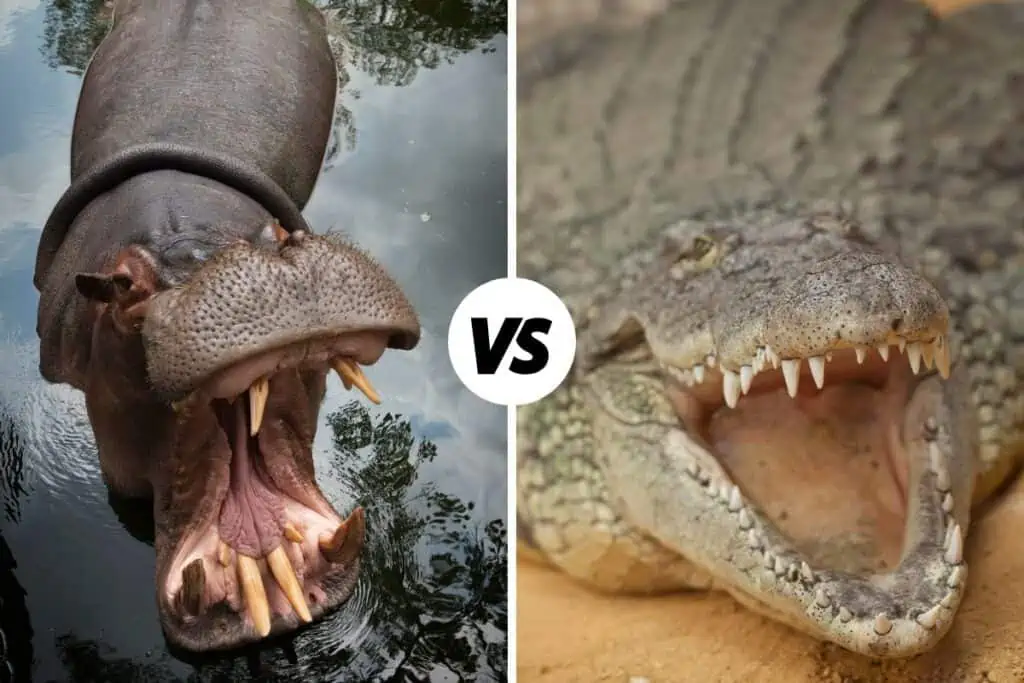 hippo vs crocodile