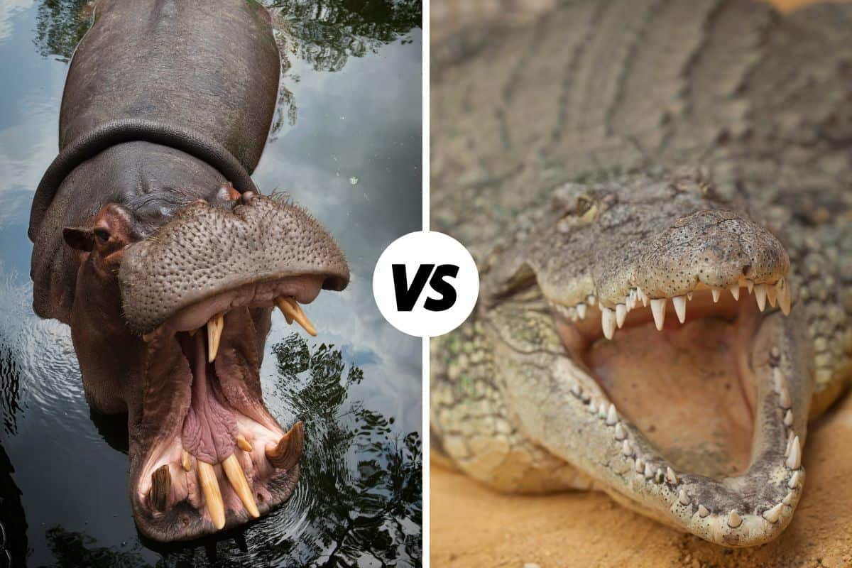 Hippo Vs Crocodile: Similarities And Differences - Leo Zoo