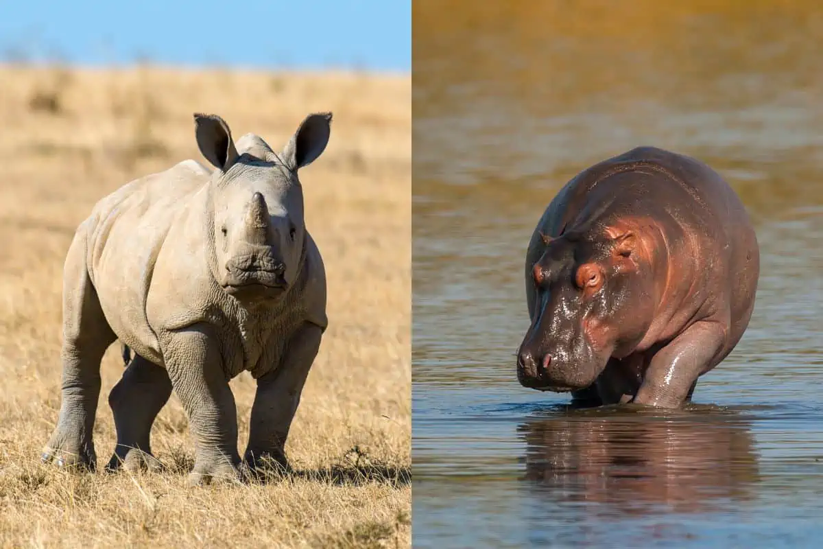 Hippo vs Rhino: Differences And Similarities