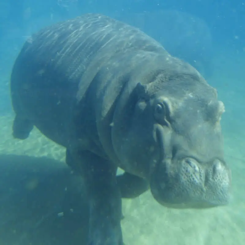 hippo walking underwater