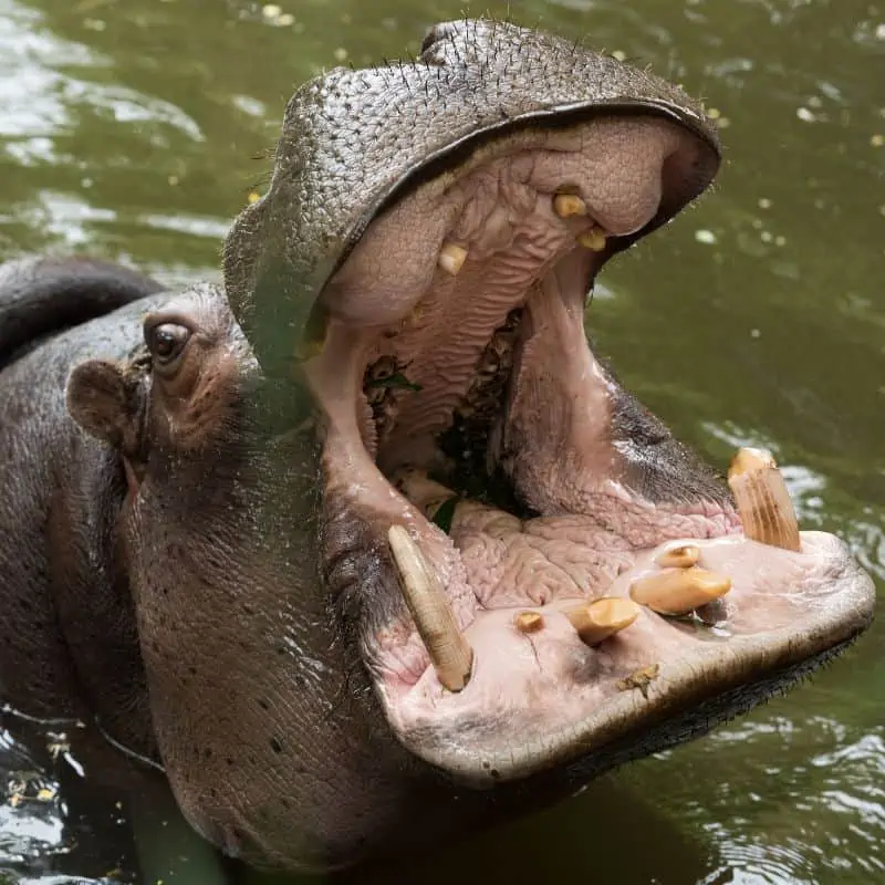 hippopotamus teeth