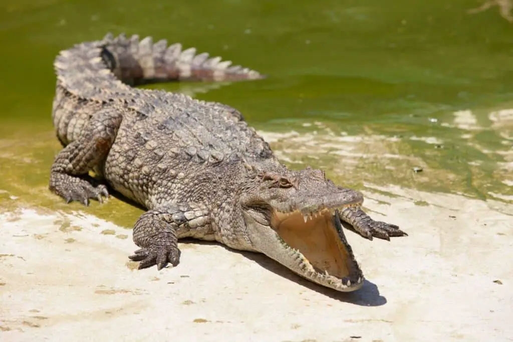 how fast can a crocodile run