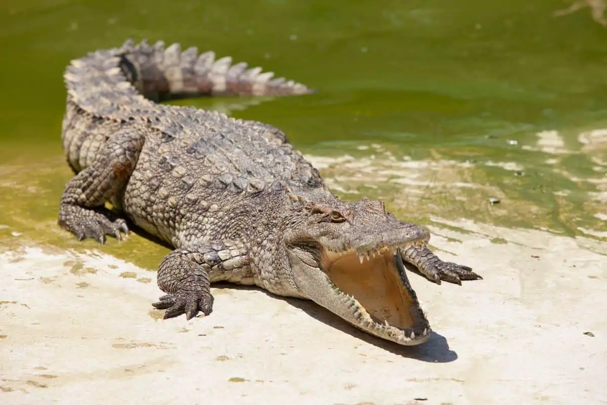How Fast Can A Crocodile Run?