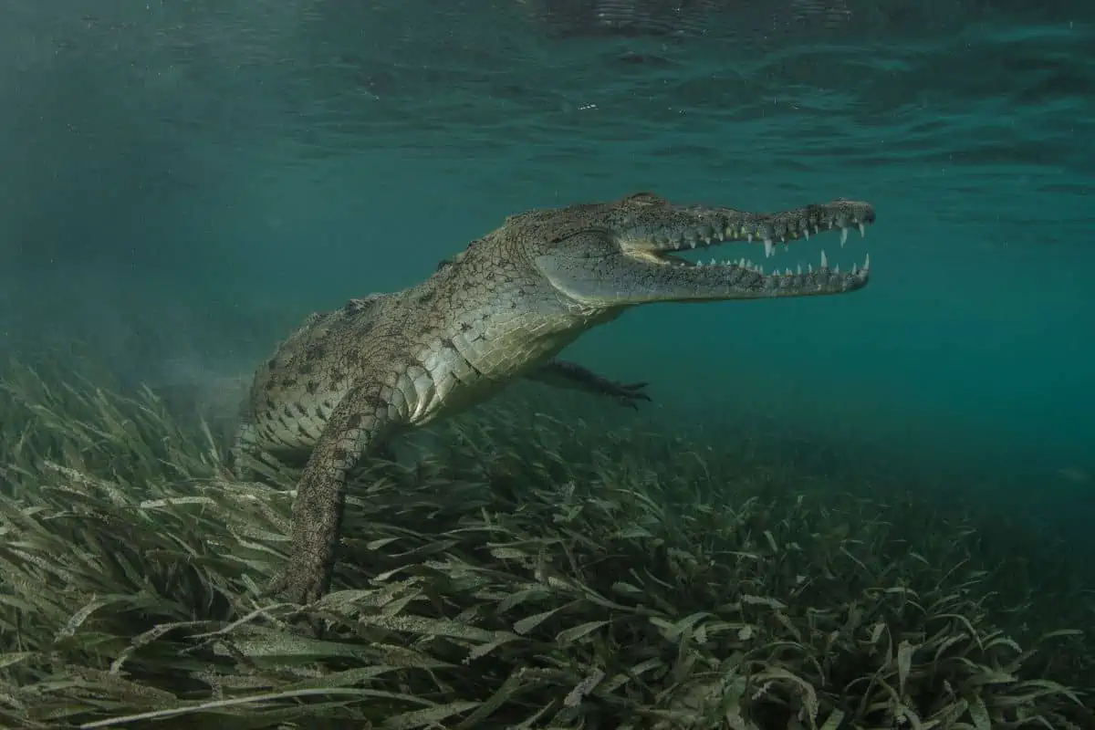 How Long Can Crocodiles Hold Their Breath?