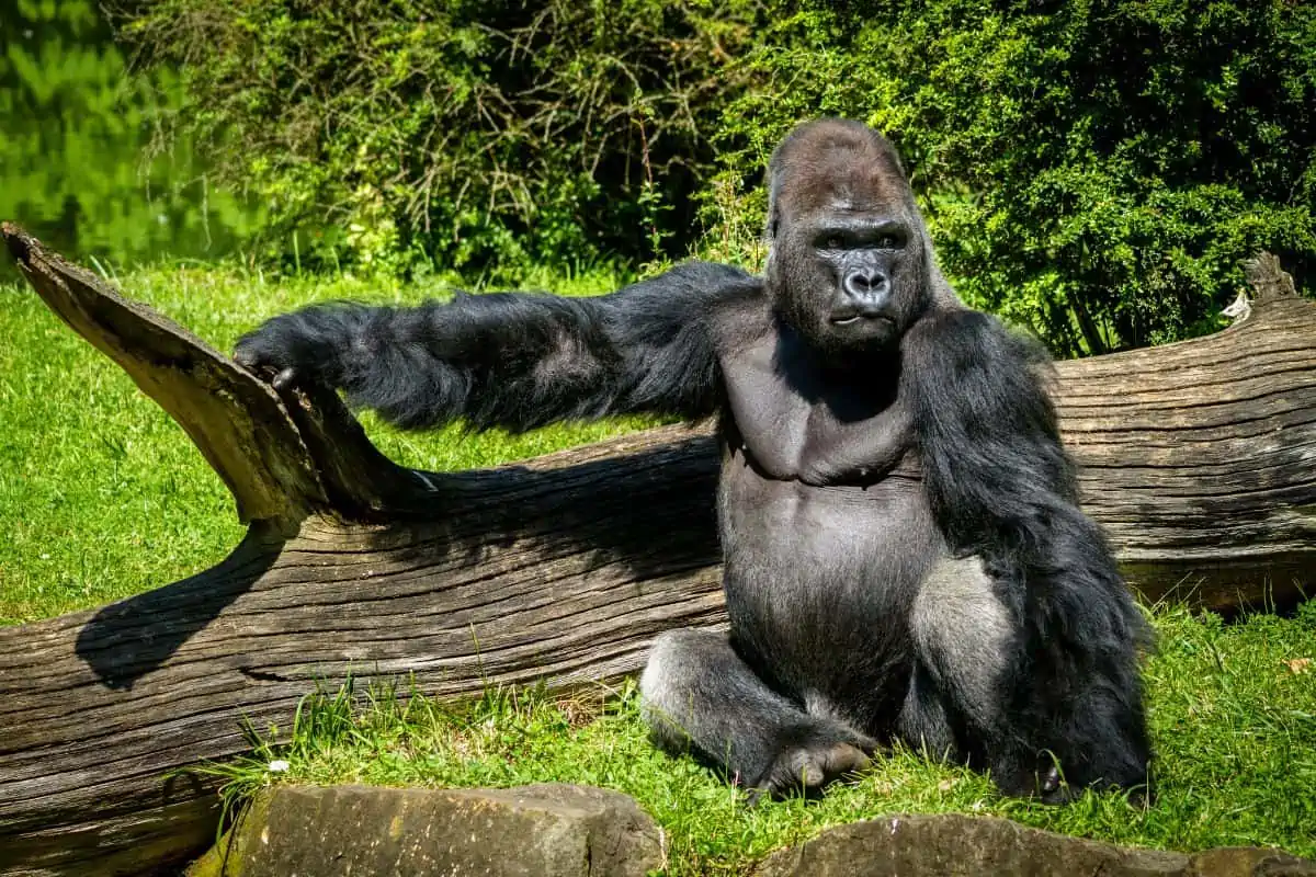How Strong Is A Gorilla?