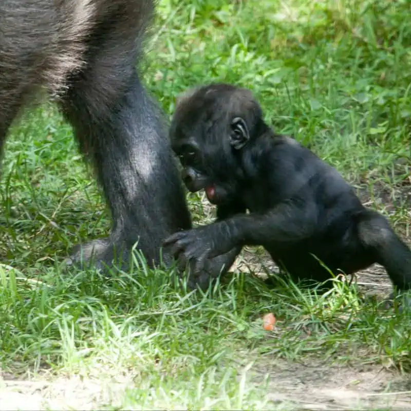 infant gorilla walking behind female gorilla