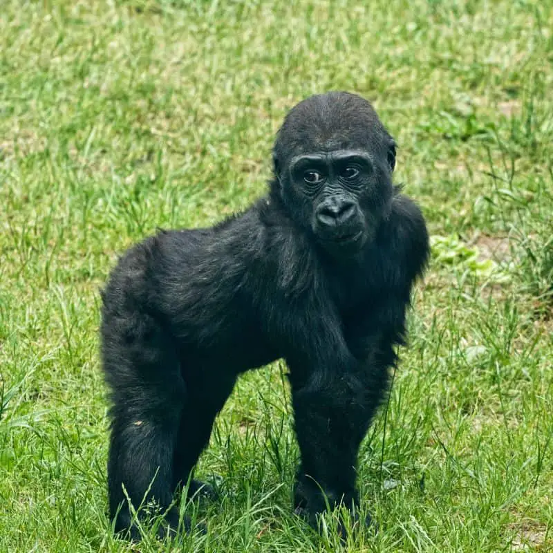 infant gorilla walking on arms and legs