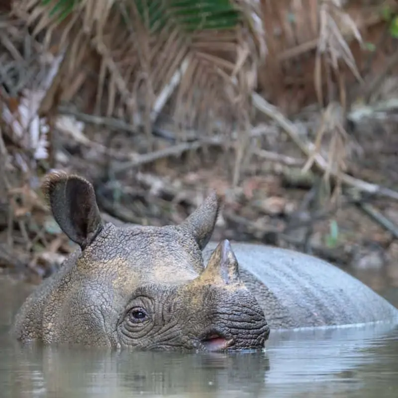javan rhino in water
