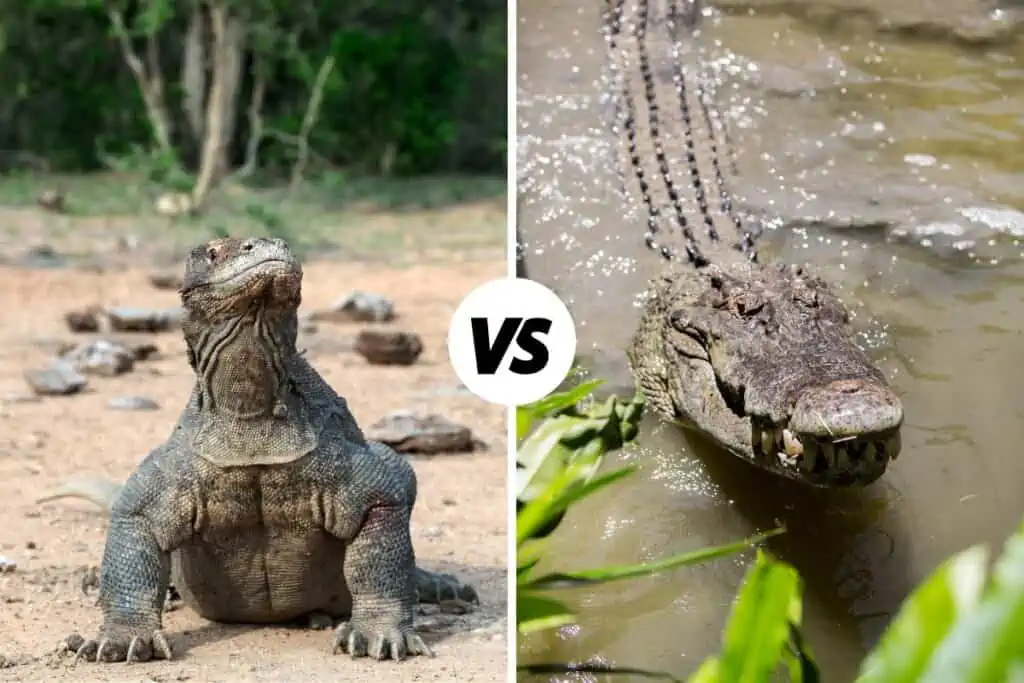 komodo dragon vs crocodile