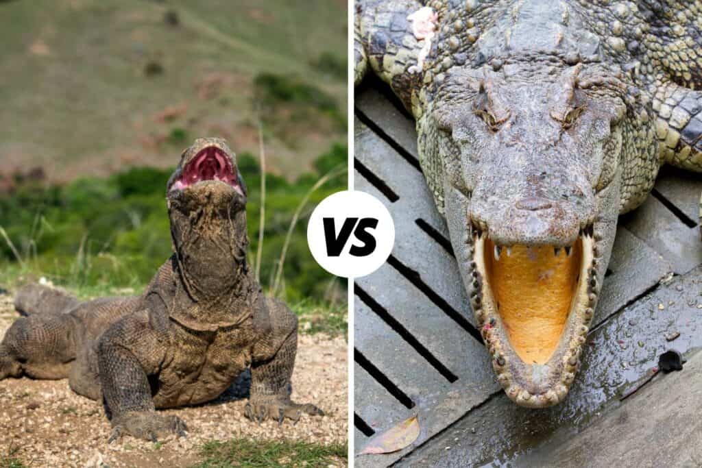 komodo dragon vs crocodile with open jaws