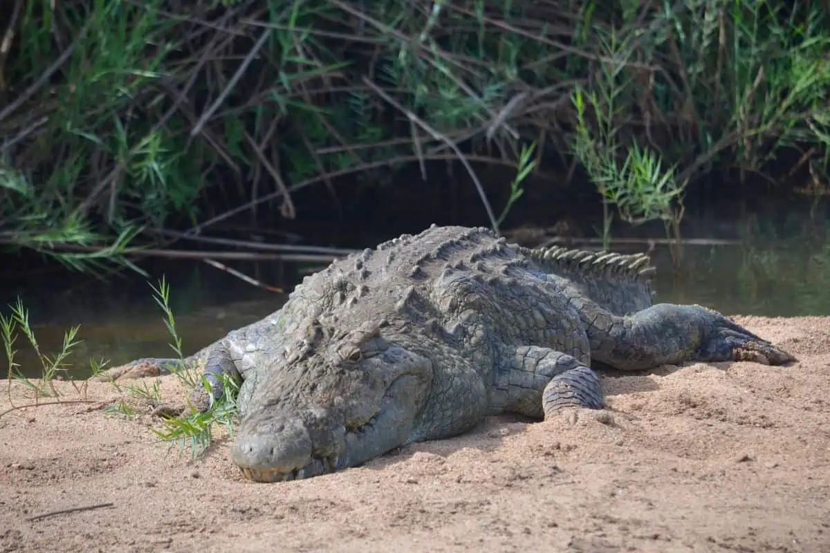 How Long Do Crocodiles Live?