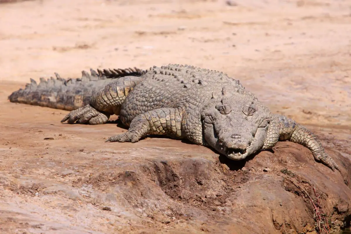Largest Crocodile Ever: Record-Breakers