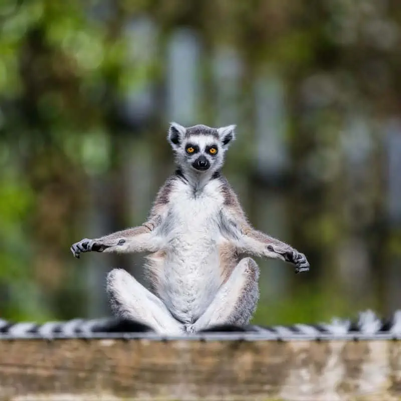 lemur sitting on a piece of wood