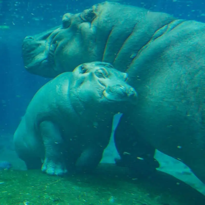 mother hippo and baby hippo underwater