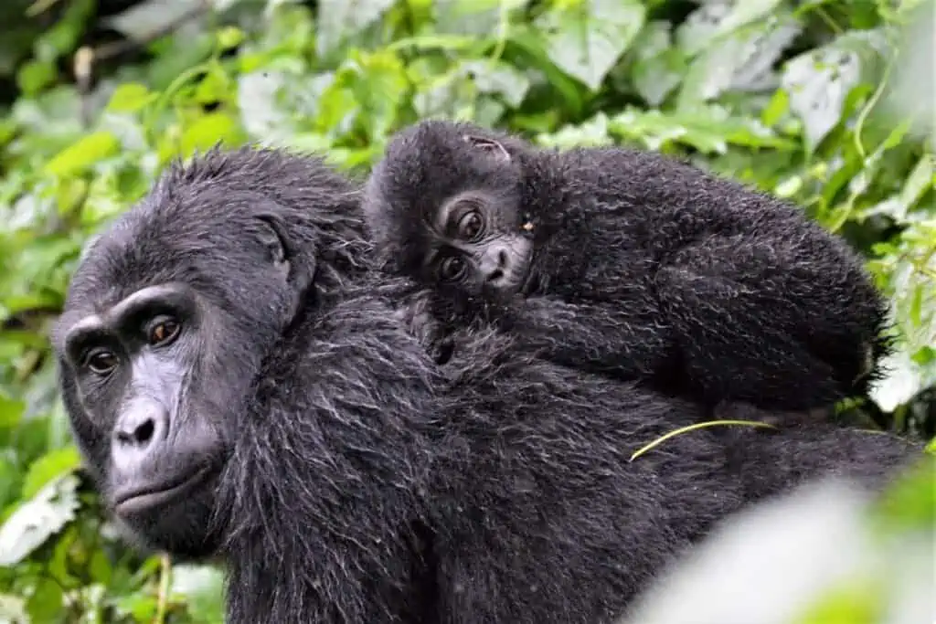 mother mountain gorilla with baby gorilla on its back