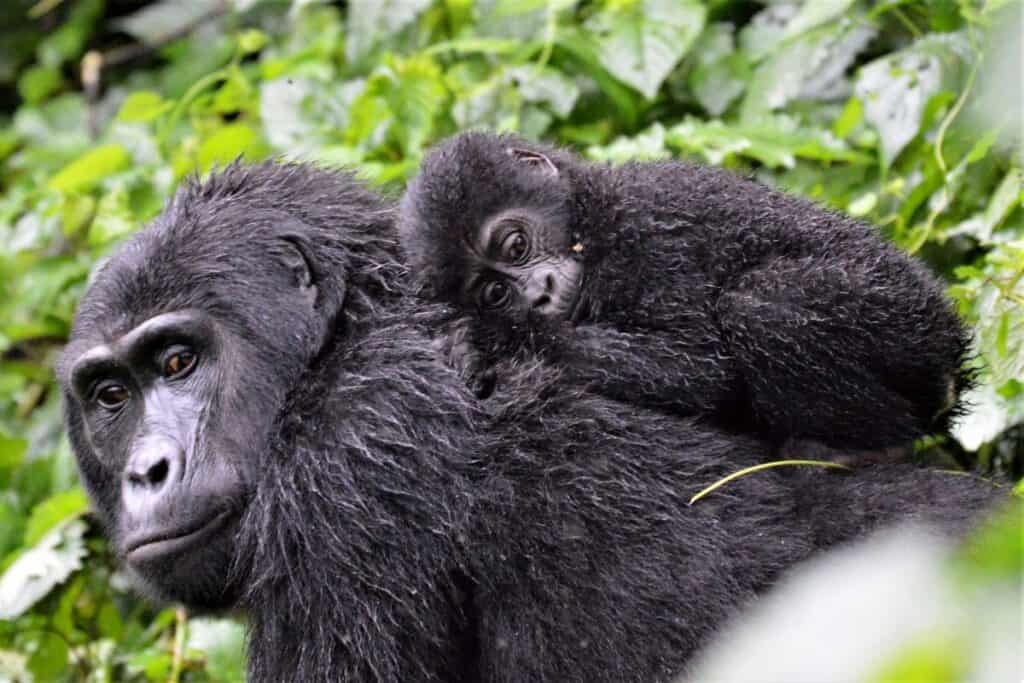 Are Gorillas Endangered? Why And How Can We Save Them