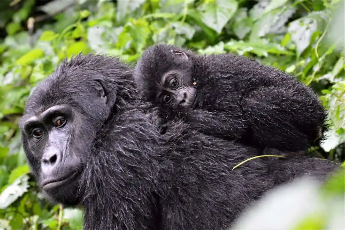 Are Gorillas Endangered?