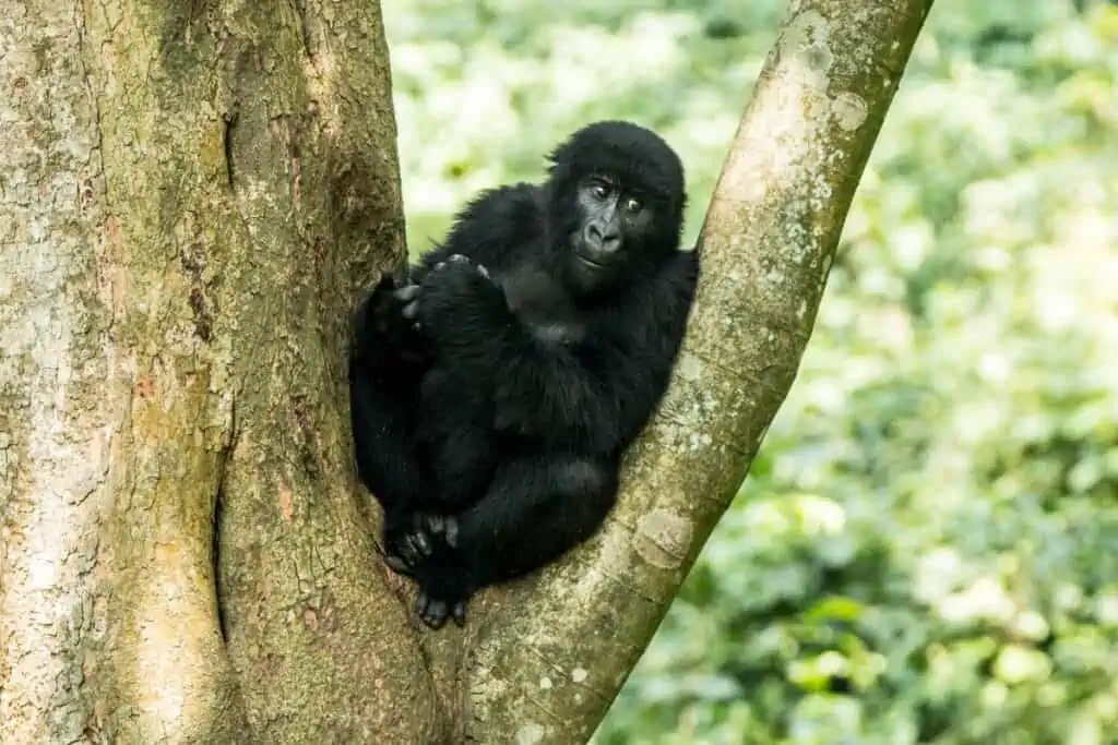 mountain gorilla in a tree in the DRC