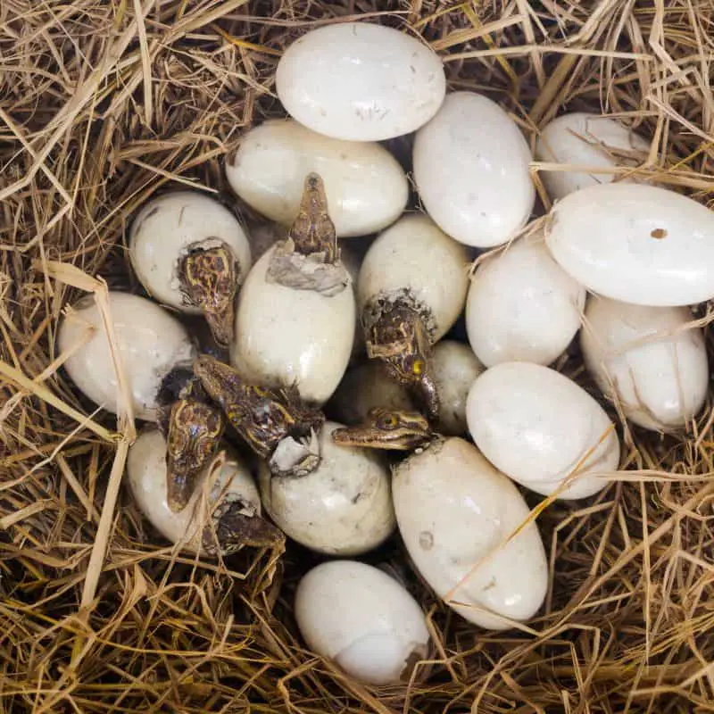nest of crocodile eggs