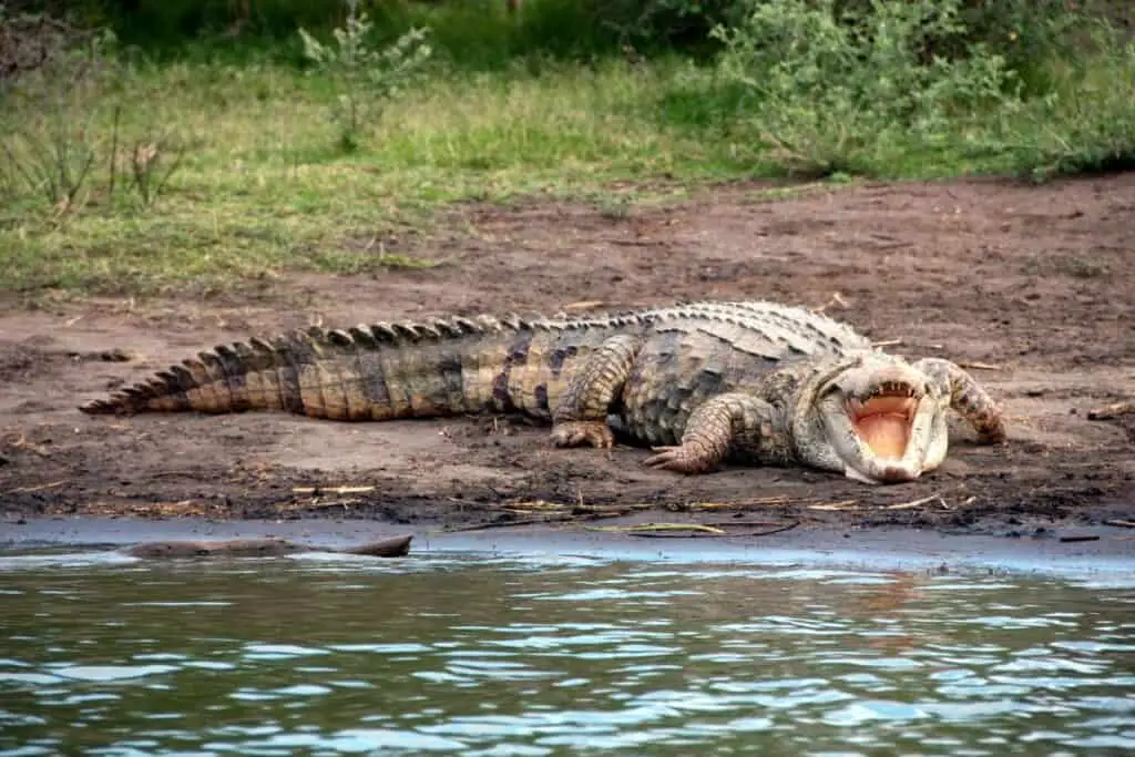 Nile crocodile resting on a sandbank
