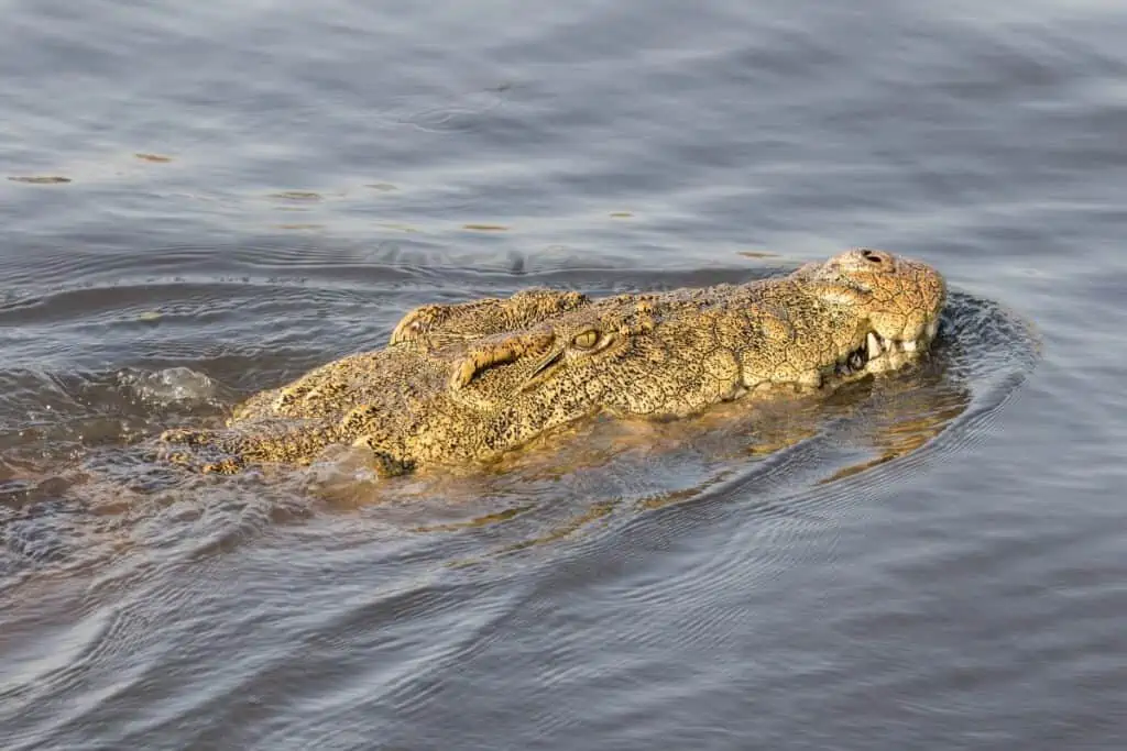 nile crocodile swimming