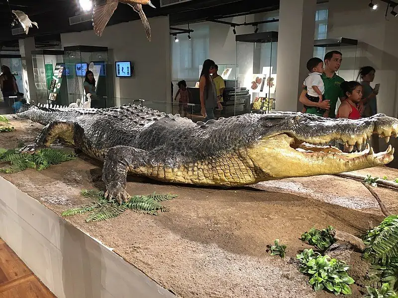 preserved skin of Lolong on display at the Philippine National Museum