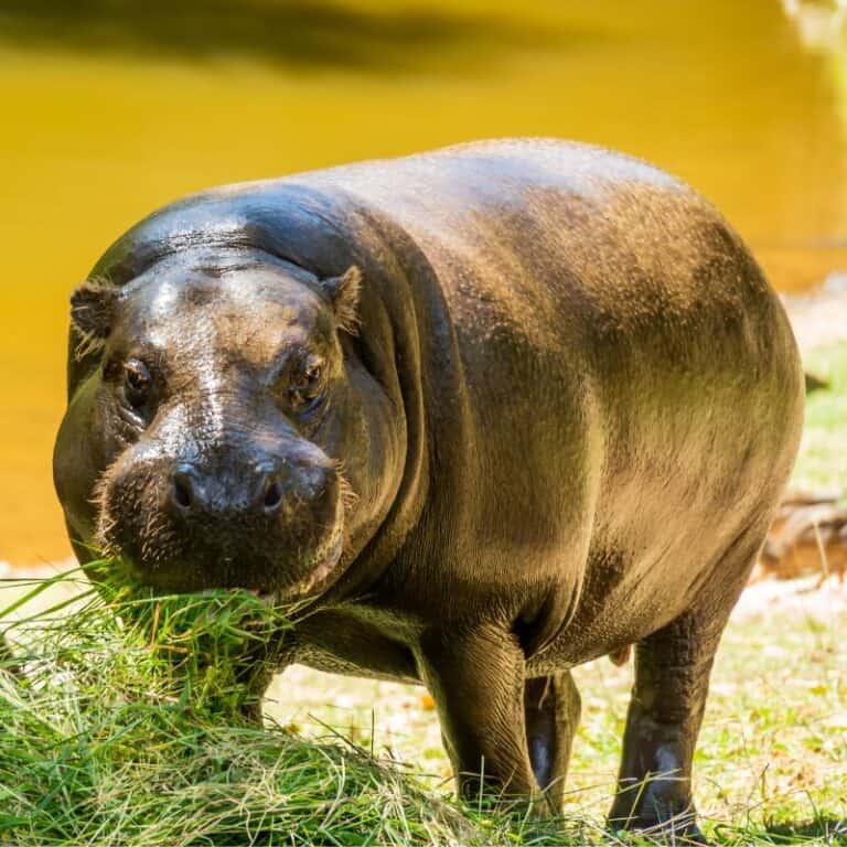 What Do Hippos Eat? The Hippopotamus Diet