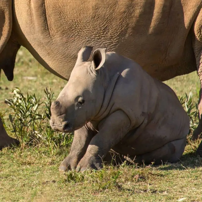 rhino calf laying next to mother rhino