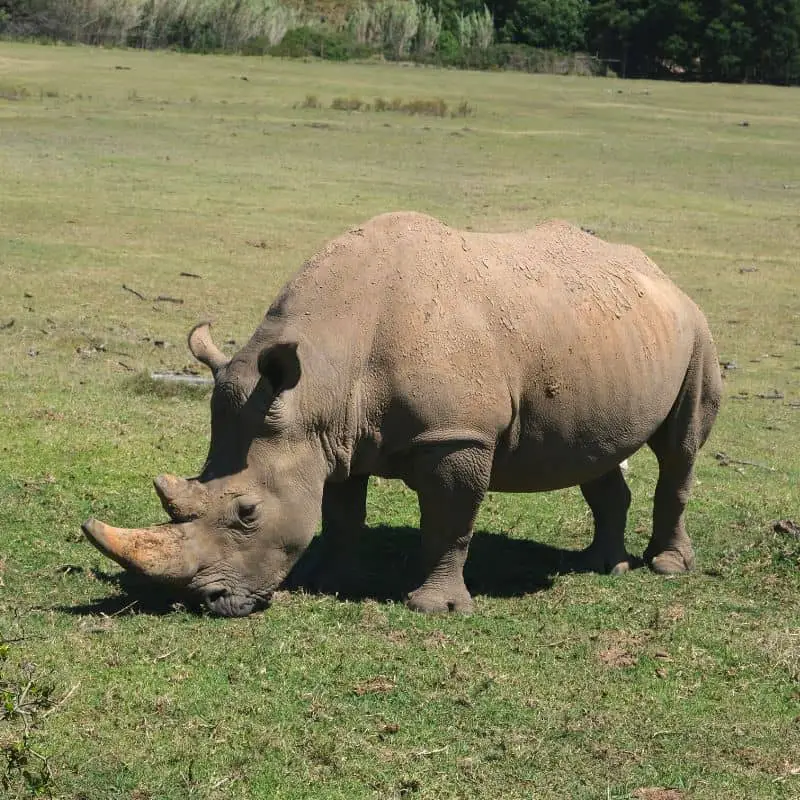 rhino grazing on grass
