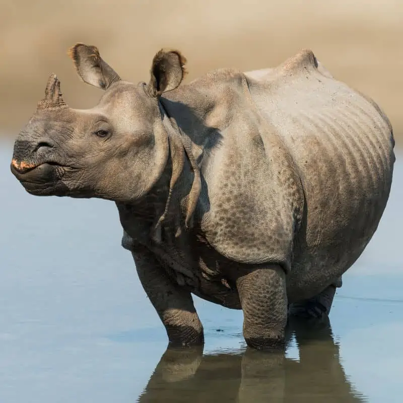 rhino in nepal