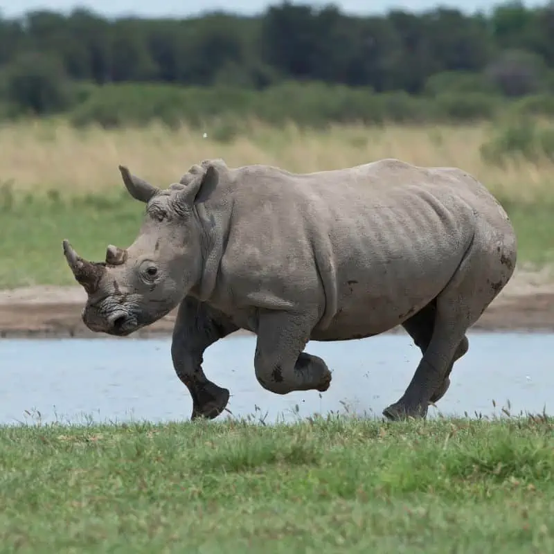 rhino running near a river