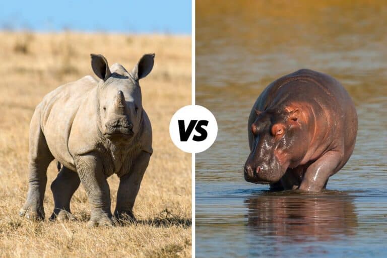 Hippo vs Rhino: Differences And Similarities