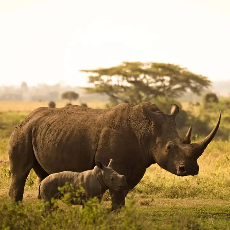 rhinoceros calf with mother rhinoceros