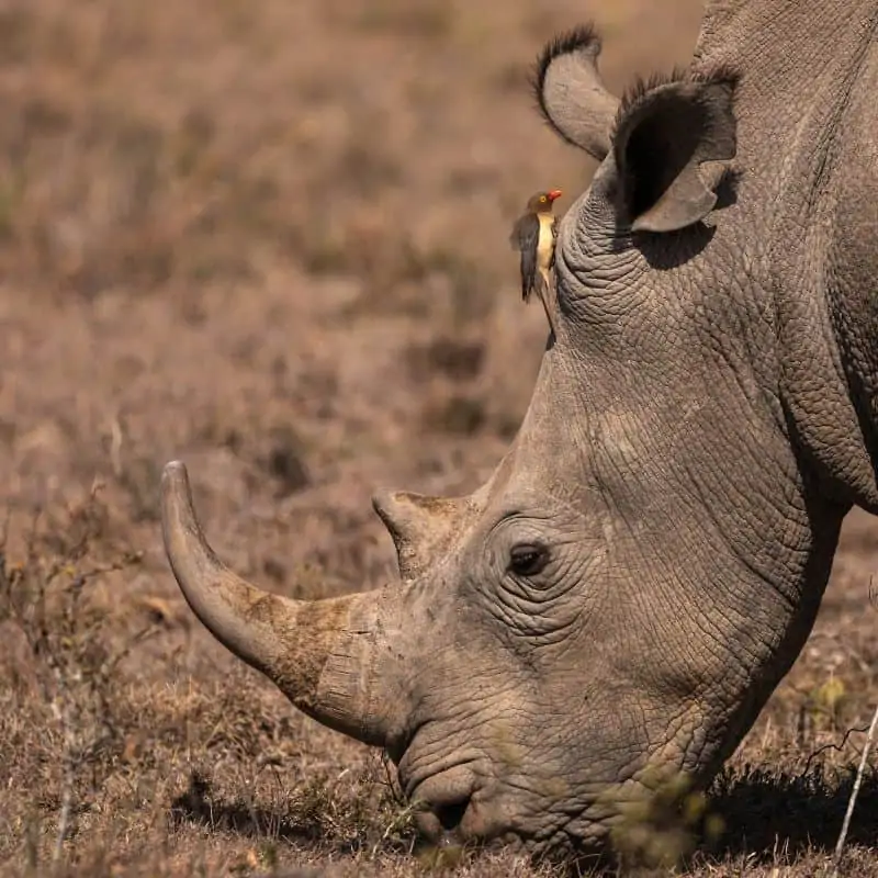rhinoceros horn with a bird on its head