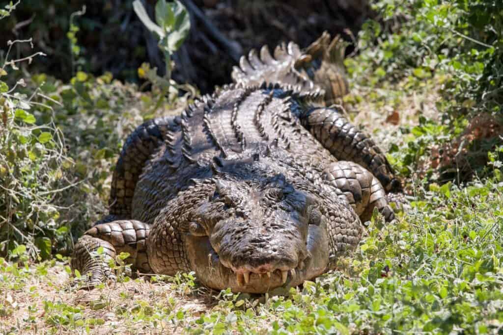 saltwater crocodile on land