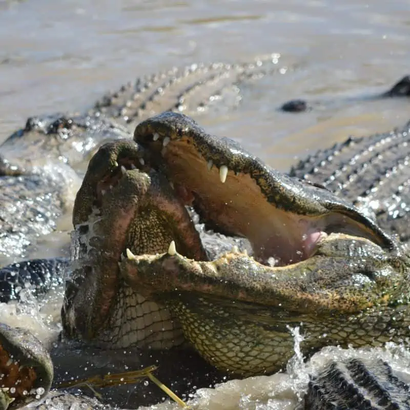 two crocodiles fighting in the water
